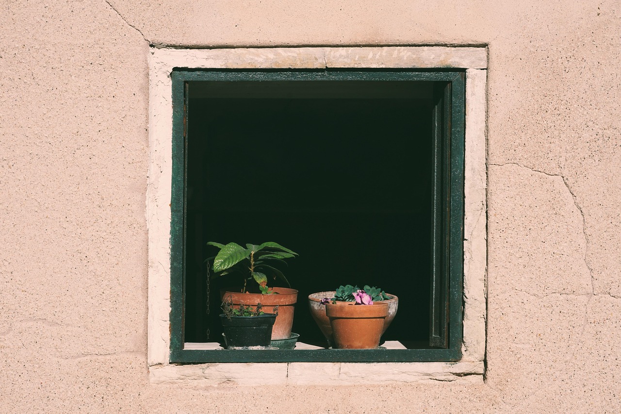 window, flower pots, potted plants, plants, nature, window sill, outlook, insight, to water