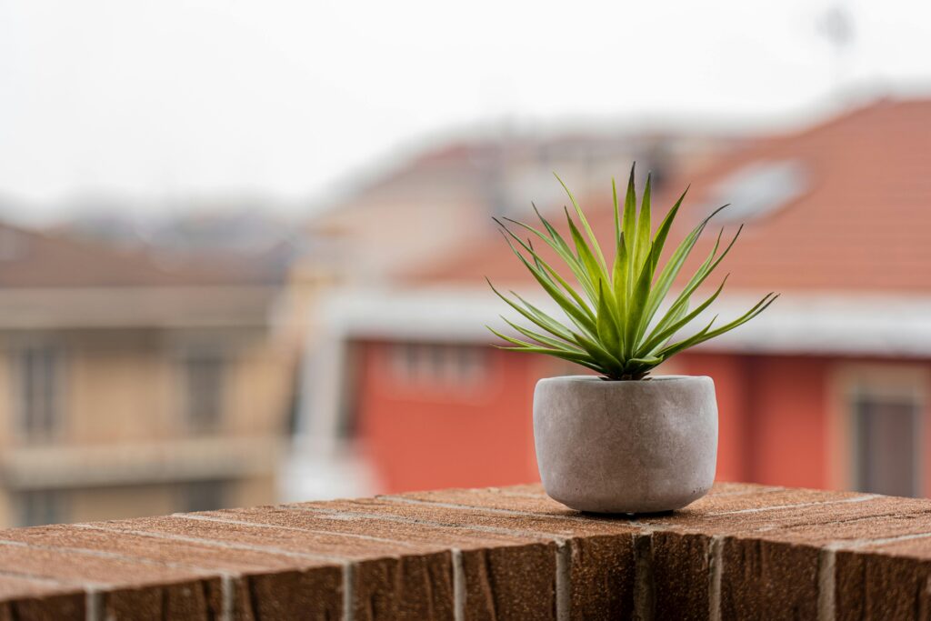 Vibrant green succulent plant in a concrete pot on a brick balcony with blurred urban background.